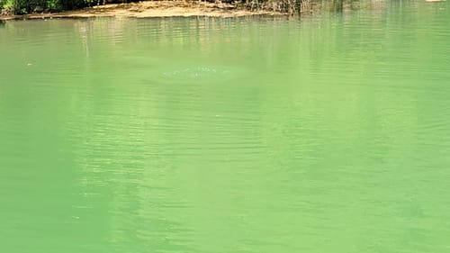 Swimbait Review: Pizz Reg Carp Glide