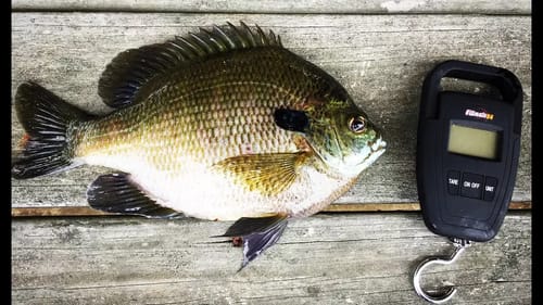 MASSIVE BLUEGILL CATCH AND COOK!!