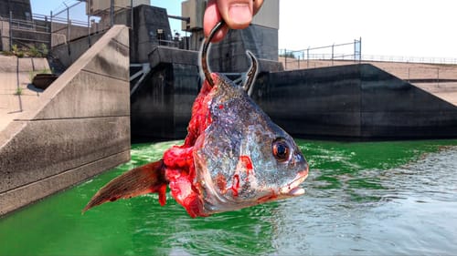 This DEEP Spillway was Hiding a MONSTER!!! (BIGGEST in YEARS!)