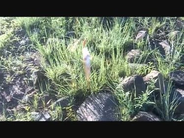perch fishing