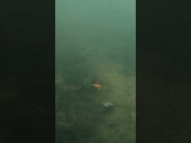 LIPLESS Crankbait Underwater