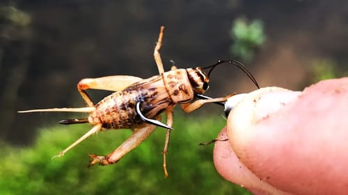 INSANE LIVE BAIT FISHING with CRICKETS!!