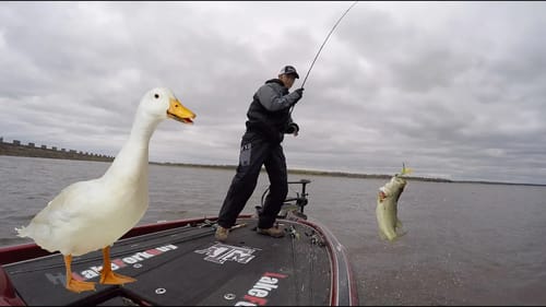 Find Bass in the Grass using Birds