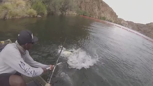 The Most INSANE Big Swimbait Bite Ever! Crazy Blow up!