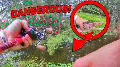 Alligator ATTACKED My Fishing Lure (Dangerous)!!