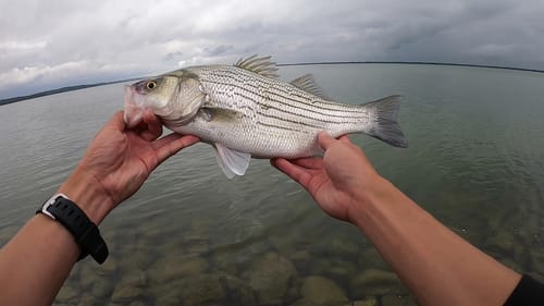 These fish fight hard!! (Big Hybrids off of Waco Dam)