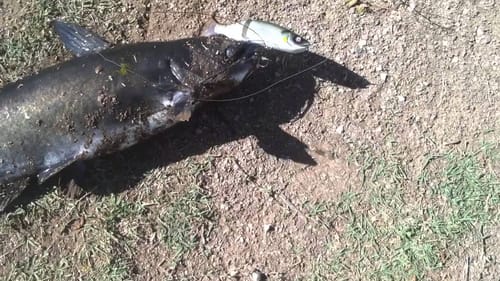 Catching Pre Spawn Bass With Swimbaits And Jerkbaits