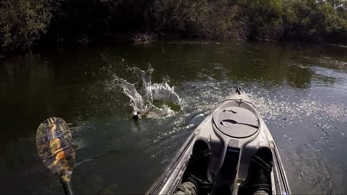 Late Summer River Bass