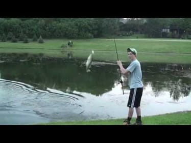 Senkos & Frogs -- Summer Bass Fishing