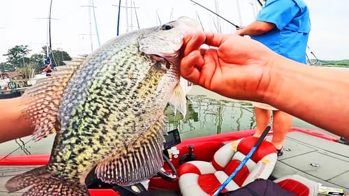 Catching TWO CRAPPIE AT ONCE! Big SLABS on Minnows!