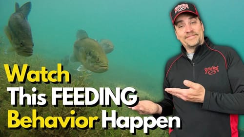 Witness This Feeding Bass Behavior Rarely Observed