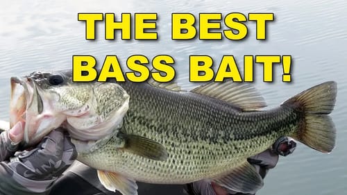 The Best Bait for Bass Fishing | How To | Bass Fishing