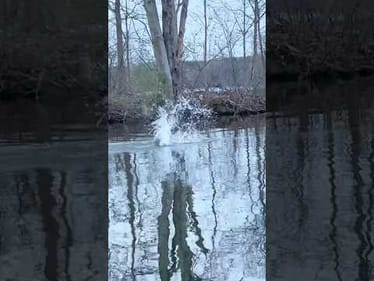 The Real Landlord of the Lake Showed Up