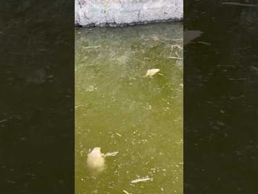 DEAD BASS Everywhere!!