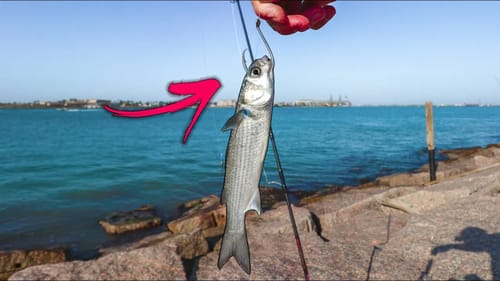 fishing with LIVE BAIT at the jetties (thousands of mullet running)
