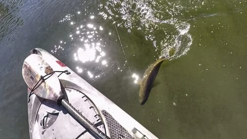 Neko Rigging Smallmouth On Beds