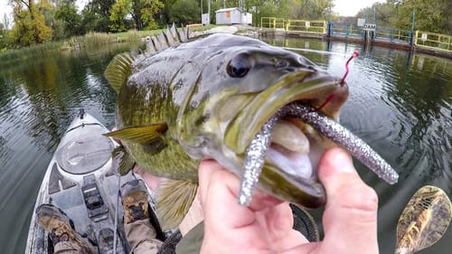 Wacky Wormin' Big Fall Smallies!