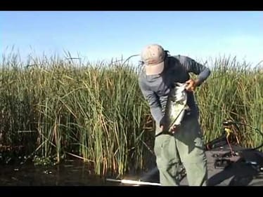 lake okeechobee 1-2 8lbs  flipping 1.5oz  gambler little otter punch skirt 001.avi