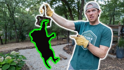 Mystery Animal Destroying my Yard  - Trapped!