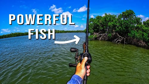 Catching the Strongest Saltwater Fish in the Florida Everglades