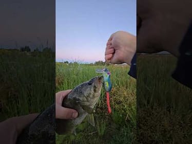 Little guy strikes right where we expected