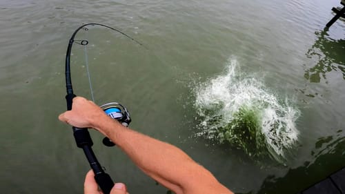 Dirty water makes the fish go crazy