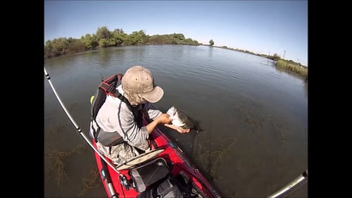 Bass Fishing with Topwater Frogs