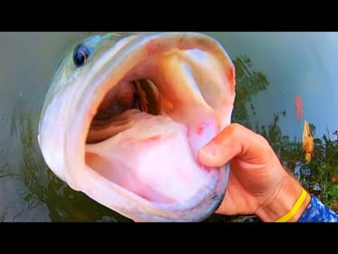 This bass eats CRAPPIE FOR BREAKFAST!!