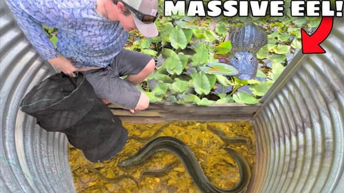 FISH TRAP Catches MASSIVE EEL in SWAMP SEWER!