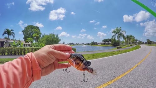 First Time Using a BIG SWIMBAIT! (Surprise Catch)