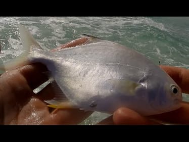 Ultra Light Surf Fishing - Pompano, Whiting