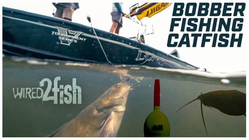 How to Bobber Fish for Catfish in Shallow Water | Toe to Toe Action‼️