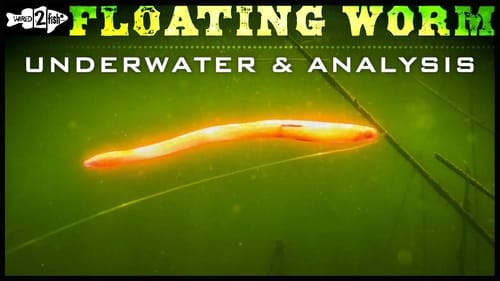 Why to Fish Floating Worms for Bass in the Spring (Cool Underwaters and Catches)