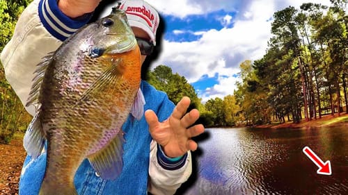 THIS Super Tiny Jig & Bobber Setup Is A Bluegill Catching Machine!
