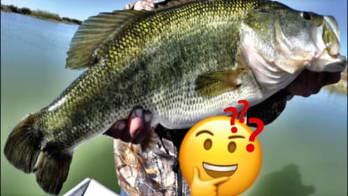 THIS Is How A 30 Pound Bass Is Going To Get Caught Soon…