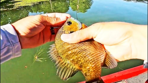Tips For Catching BIG BLUEGILL on BEDS! (Lake Guntersville)