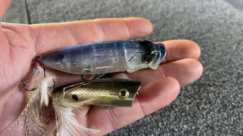 Poppers Outproduce ALL Other Topwater Lures Under THESE Conditions…