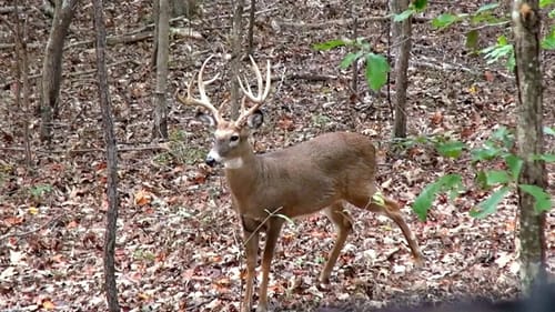 Giant Buck at 15 Yards (Everything Goes Wrong)
