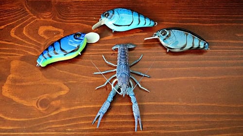 Designing a Crankbait After Our Pet Crawfish!
