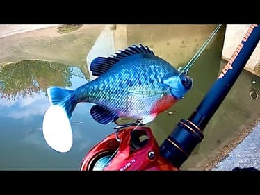 POND MONSTER caught on BLUEGILL SWIMBAIT!!