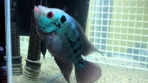 female flowerhorn for sale