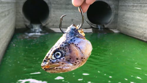 The BIGGEST One I Have EVER Seen!!!