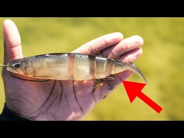 The Most Underrated Japanese Swimbait On The Market!