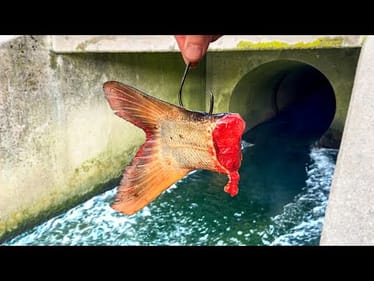 Fishing for a 100lb CATFISH in a SEWER Discharge!!! (Deformed Fish)