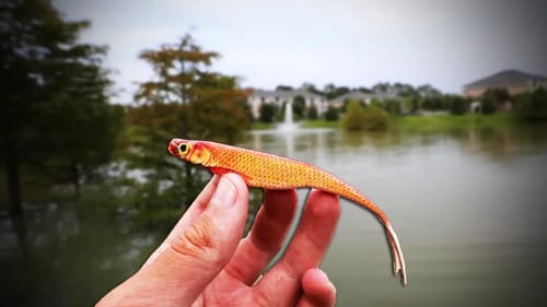 Throwing GOLDFISH In LOADED Big Fish Pond!
