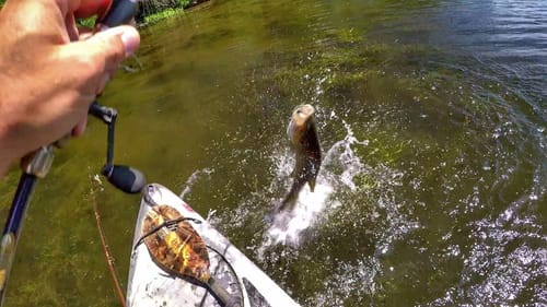 Match The Mayfly Hatch Smallmouth Bass