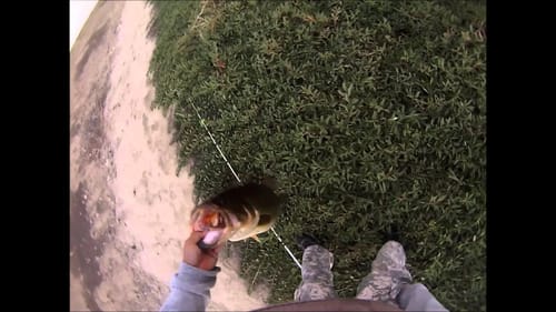 Bass on a Spro Poppin Frog