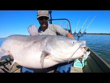 Monster bait for MONSTER BLUE CATFISH!!