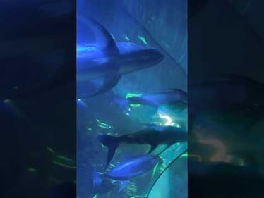 Aquariums Are Neat