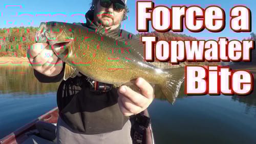 How I FORCE a Fall TOPWATER Bite!